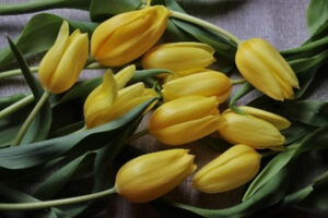 Tulpen