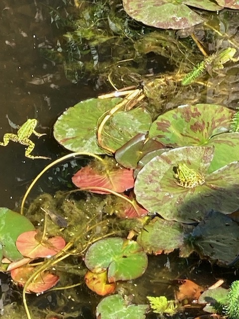 Treurwilgen, walnoten en groene kikkers.